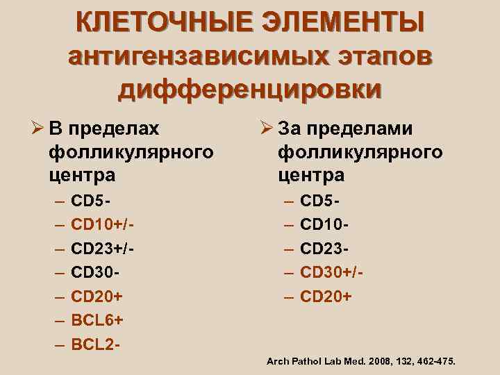  КЛЕТОЧНЫЕ ЭЛЕМЕНТЫ  антигензависимых этапов   дифференцировки Ø В пределах  Ø