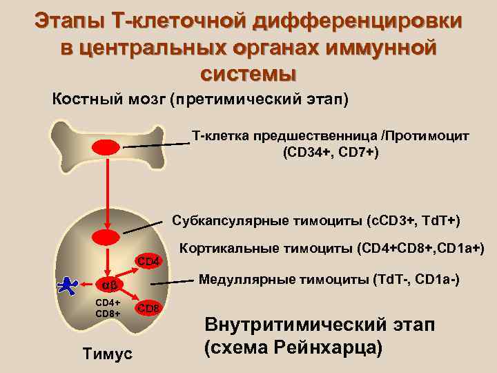 Этап т. Кортикальные тимоциты. Корковые тимоциты. Дифференцировка костного мозга. Дифференцировка костной системы.