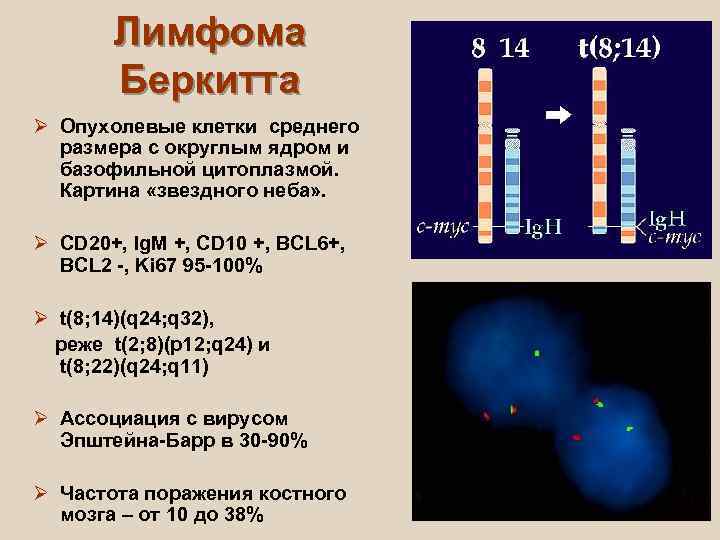   Лимфома   Беркитта Ø Опухолевые клетки среднего  размера с округлым