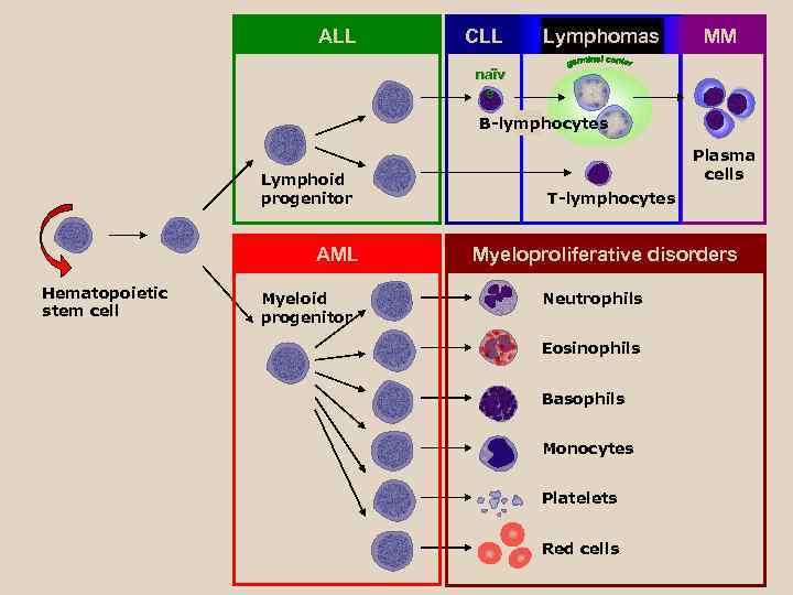      ALL  CLL  Lymphomas  MM  