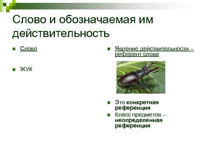 Слово и обозначаемая им действительность n  Слово n  Явление действительности – 