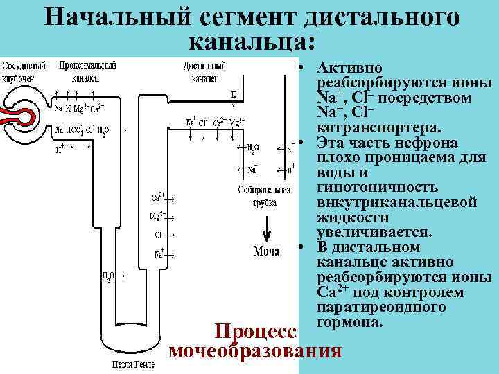 Начальный сегмент дистального канальца: • Активно Начальный сегмент дистального канальца: • Активно