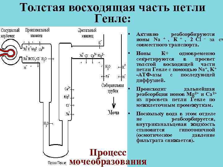 Петля генле