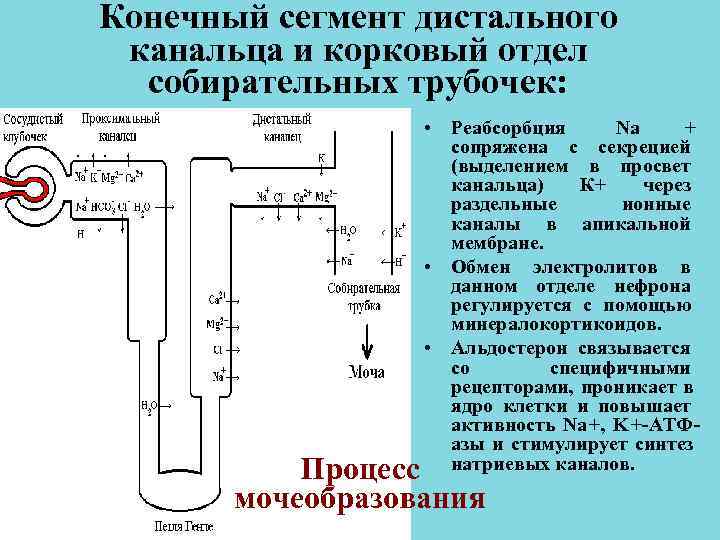 Конечный сегмент дистального канальца и корковый отдел собирательных трубочек: • Конечный сегмент дистального канальца и корковый отдел собирательных трубочек: •