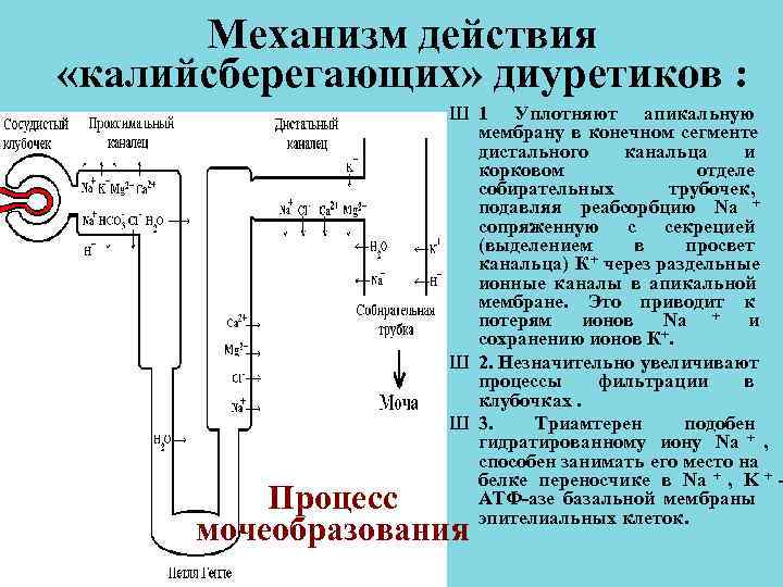 Механизм действия «калийсберегающих» диуретиков : Ш 1 Уплотняют апикальную Механизм действия «калийсберегающих» диуретиков : Ш 1 Уплотняют апикальную