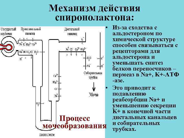 Механизм действия спиронолактона: • Из-за сходства с альдостероном Механизм действия спиронолактона: • Из-за сходства с альдостероном