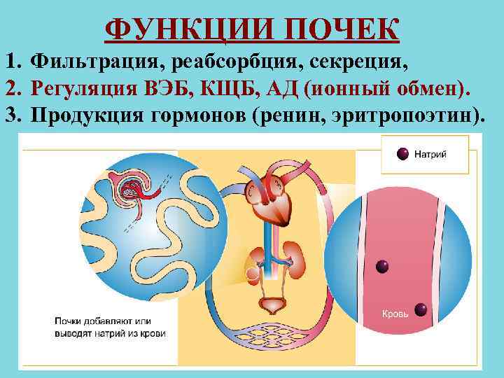 ФУНКЦИИ ПОЧЕК 1. Фильтрация, реабсорбция, секреция, 2. Регуляция ВЭБ, КЩБ, АД ФУНКЦИИ ПОЧЕК 1. Фильтрация, реабсорбция, секреция, 2. Регуляция ВЭБ, КЩБ, АД