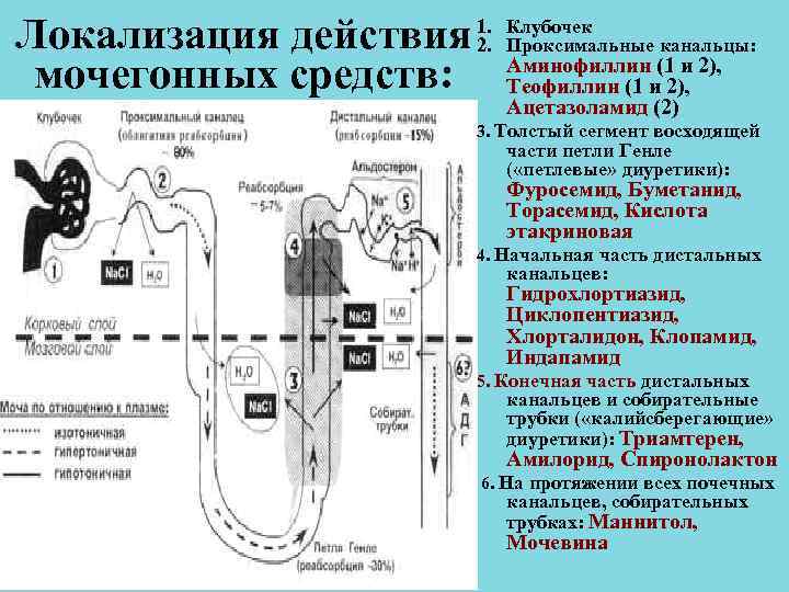 Локализация действия 1. Клубочек 2. Проксимальные канальцы: мочегонных средств: Локализация действия 1. Клубочек 2. Проксимальные канальцы: мочегонных средств: