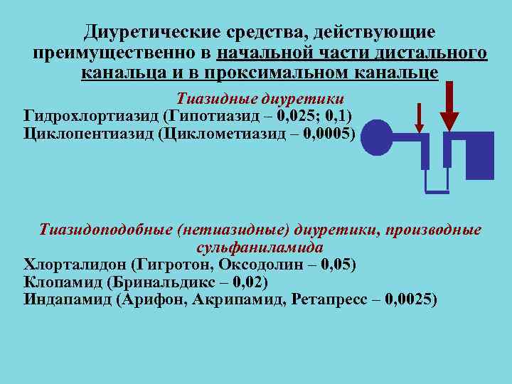 Диуретические средства, действующие преимущественно в начальной части дистального канальца и в проксимальном канальце Диуретические средства, действующие преимущественно в начальной части дистального канальца и в проксимальном канальце