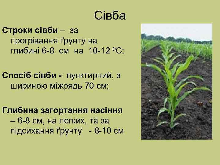      Сівба Строки сівби – за прогрівання ґрунту на глибині