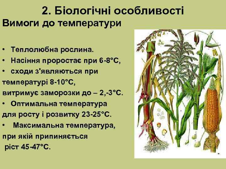    2. Біологічні особливості Вимоги до температури  • Теплолюбна рослина. 