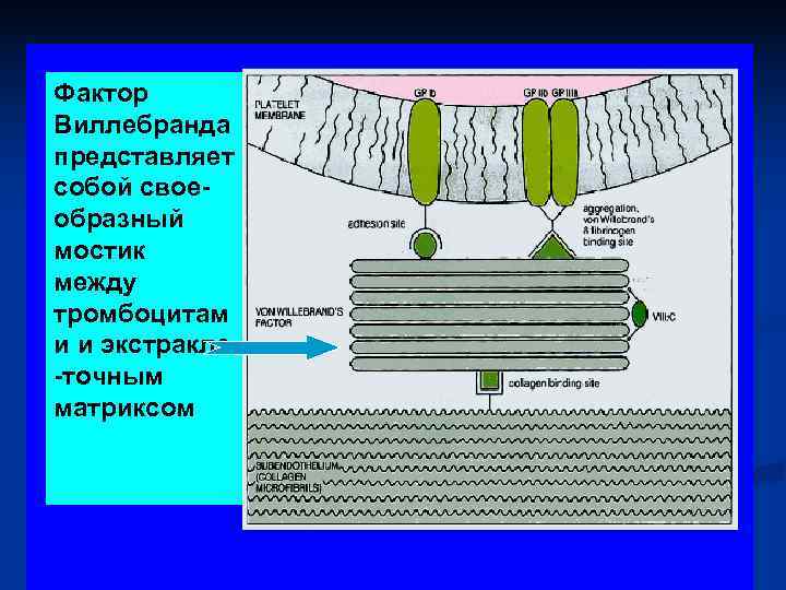 Фактор Виллебранда представляет собой свое- образный мостик между тромбоцитам и и экстракле -точным матриксом