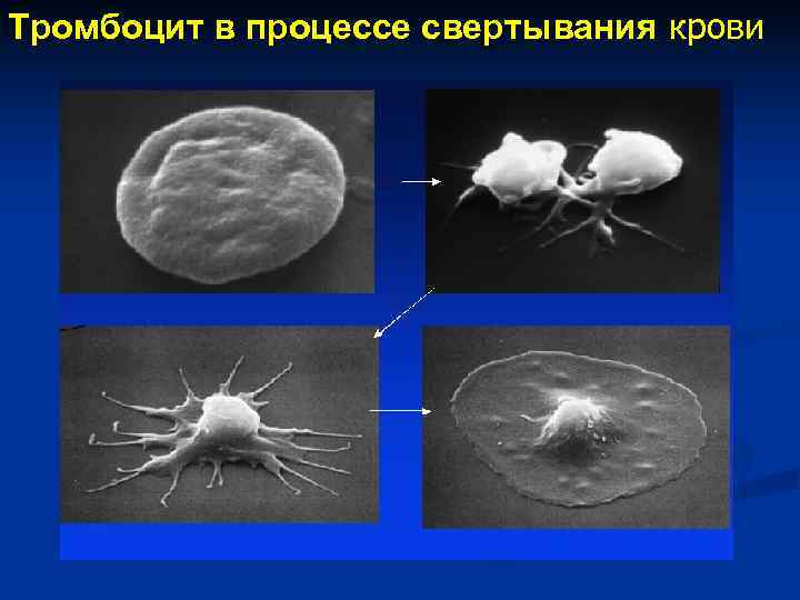 Тромбоцит в процессе свертывания крови 