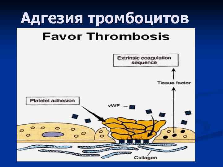 Адгезия тромбоцитов 