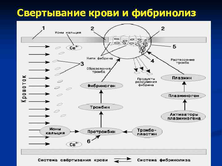 Схема свертывания крови анатомия