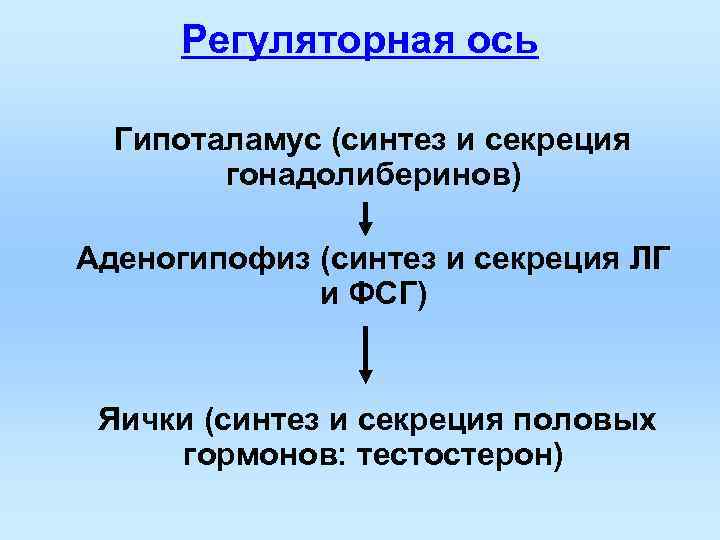 Регуляторная ось Гипоталамус (синтез и секреция гонадолиберинов) Аденогипофиз (синтез и секреция ЛГ и ФСГ)