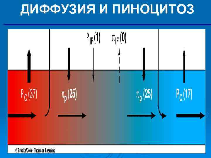 ДИФФУЗИЯ И ПИНОЦИТОЗ ДИФФУЗИЯ И ПИНОЦИТОЗ