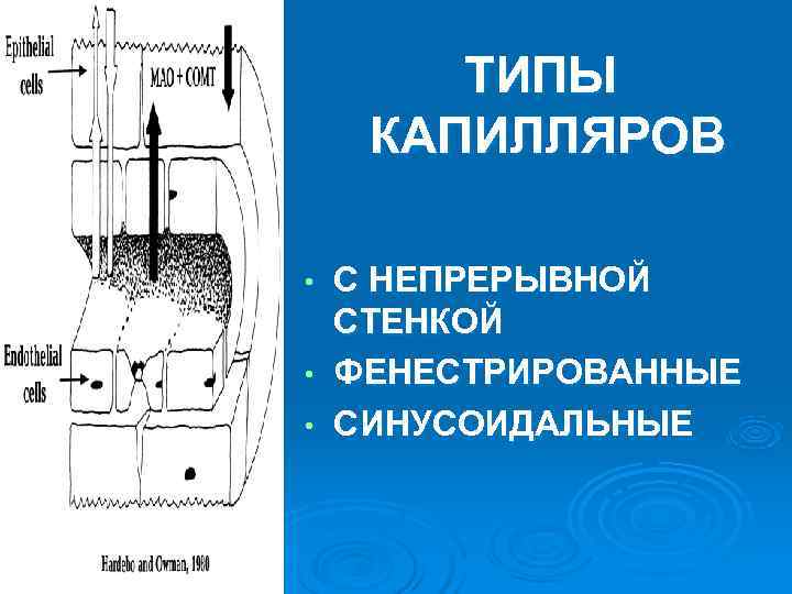 ТИПЫ КАПИЛЛЯРОВ • С НЕПРЕРЫВНОЙ СТЕНКОЙ • ФЕНЕСТРИРОВАННЫЕ • СИНУСОИДАЛЬНЫЕ ТИПЫ КАПИЛЛЯРОВ • С НЕПРЕРЫВНОЙ СТЕНКОЙ • ФЕНЕСТРИРОВАННЫЕ • СИНУСОИДАЛЬНЫЕ