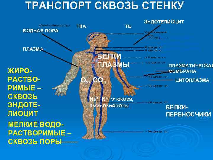 ТРАНСПОРТ СКВОЗЬ СТЕНКУ ЭНДОТЕЛИОЦИТ ТРАНСПОРТ СКВОЗЬ СТЕНКУ ЭНДОТЕЛИОЦИТ