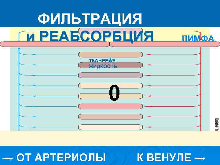 ФИЛЬТРАЦИЯ и РЕАБСОРБЦИЯ ЛИМФА ТКАНЕВАЯ ЖИДКОСТЬ ФИЛЬТРАЦИЯ и РЕАБСОРБЦИЯ ЛИМФА ТКАНЕВАЯ ЖИДКОСТЬ