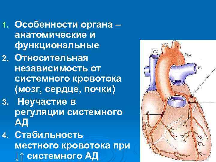 1. Особенности органа – анатомические и функциональные 2. Относительная независимость от системного 1. Особенности органа – анатомические и функциональные 2. Относительная независимость от системного