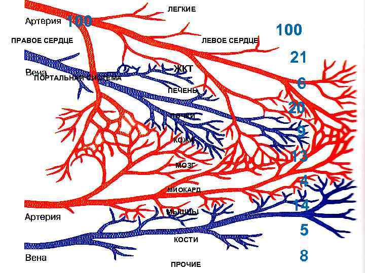 ЛЕГКИЕ 100 ПРАВОЕ СЕРДЦЕ ЛЕГКИЕ 100 ПРАВОЕ СЕРДЦЕ