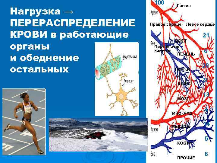 100 Легкие Нагрузка → ПЕРЕРАСПРЕДЕЛЕНИЕ Правое сердце 100 Легкие Нагрузка → ПЕРЕРАСПРЕДЕЛЕНИЕ Правое сердце
