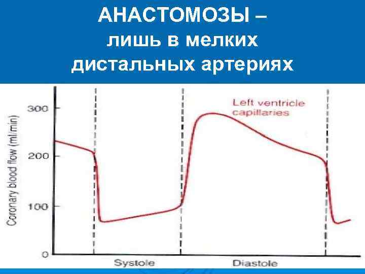 АНАСТОМОЗЫ – лишь в мелких дистальных артериях АНАСТОМОЗЫ – лишь в мелких дистальных артериях
