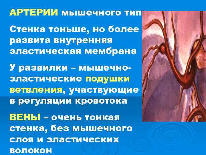 АРТЕРИИ мышечного типа Стенка тоньше, но более развита внутренняя эластическая мембрана У развилки – АРТЕРИИ мышечного типа Стенка тоньше, но более развита внутренняя эластическая мембрана У развилки –