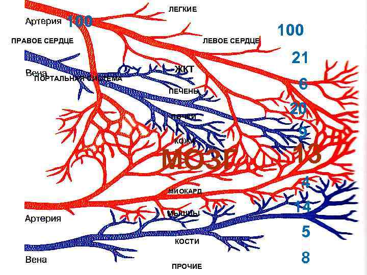 ЛЕГКИЕ 100 ПРАВОЕ СЕРДЦЕ ЛЕГКИЕ 100 ПРАВОЕ СЕРДЦЕ
