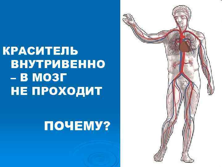 КРАСИТЕЛЬ ВНУТРИВЕННО – В МОЗГ НЕ ПРОХОДИТ ПОЧЕМУ? КРАСИТЕЛЬ ВНУТРИВЕННО – В МОЗГ НЕ ПРОХОДИТ ПОЧЕМУ?