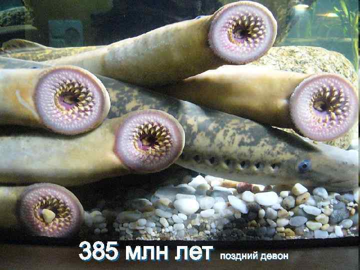 385 млн лет поздний девон 385 млн лет поздний девон