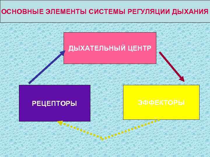 ОСНОВНЫЕ ЭЛЕМЕНТЫ СИСТЕМЫ РЕГУЛЯЦИИ ДЫХАНИЯ   ДЫХАТЕЛЬНЫЙ ЦЕНТР  РЕЦЕПТОРЫ   ЭФФЕКТОРЫ