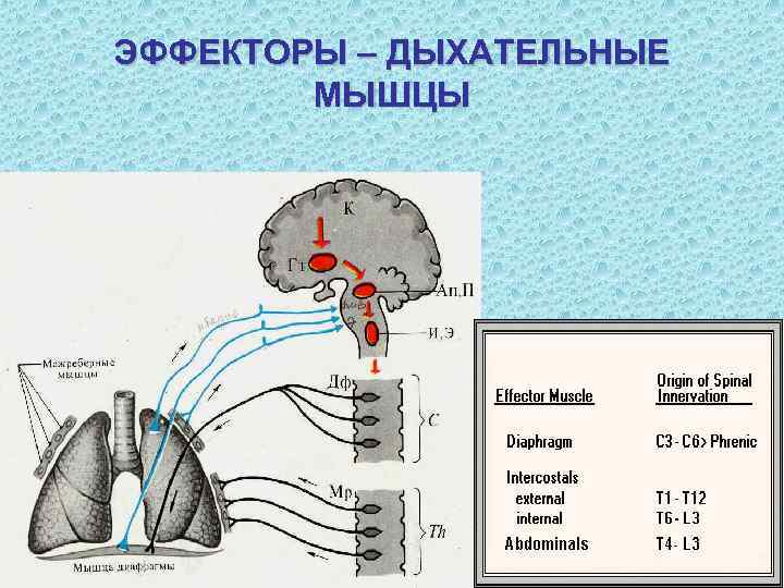 ЭФФЕКТОРЫ – ДЫХАТЕЛЬНЫЕ   МЫШЦЫ 