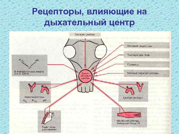 Рецепторы, влияющие на  дыхательный центр 