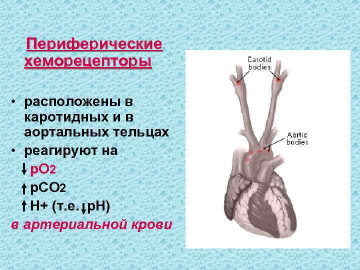  Периферические хеморецепторы  • расположены в  каротидных и в  аортальных тельцах