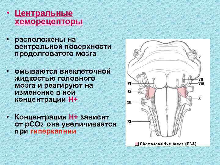  • Центральные  хеморецепторы  • расположены на  вентральной поверхности  продолговатого