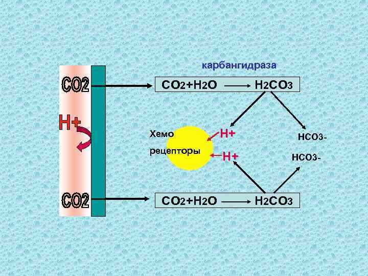   карбангидраза  СO 2+H 2 O  H 2 CO 3 