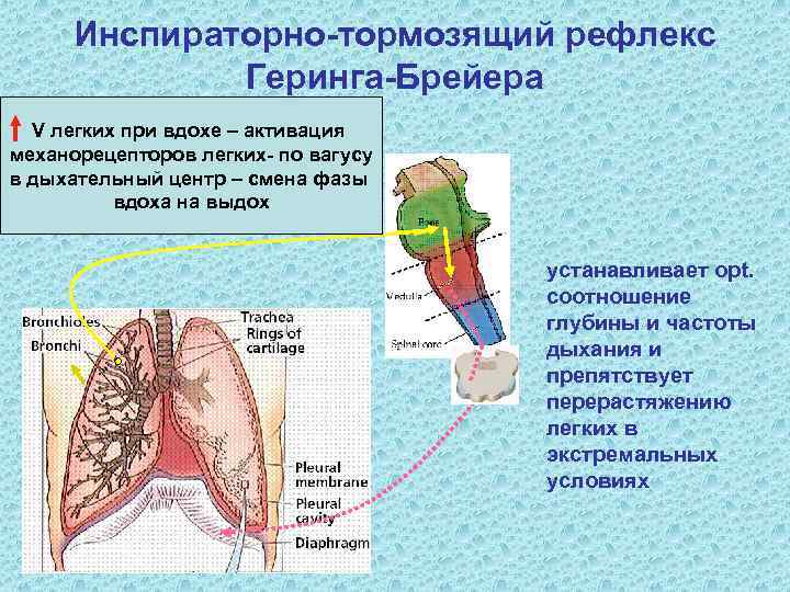 Легкие экстримы