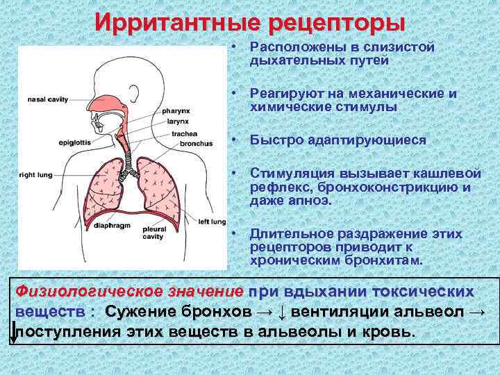 Механизм регуляции дыхательных движений