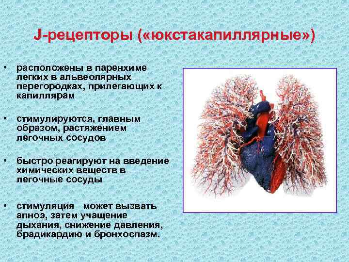  J-рецепторы ( «юкстакапиллярные» )  • расположены в паренхиме  легких в альвеолярных