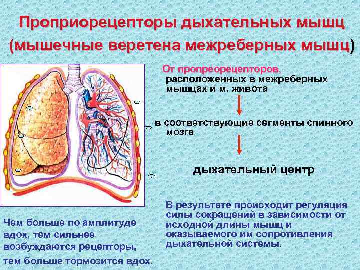  Проприорецепторы дыхательных мышц (мышечные веретена межреберных мышц)      От