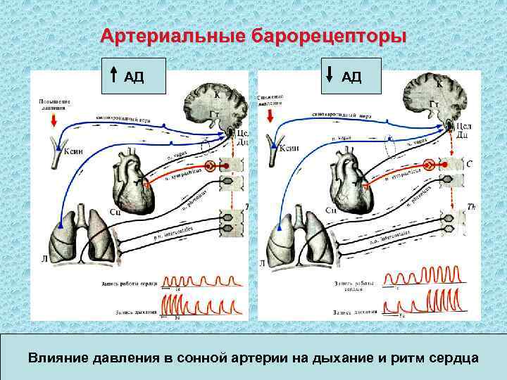    Артериальные барорецепторы   АД Влияние давления в сонной артерии на