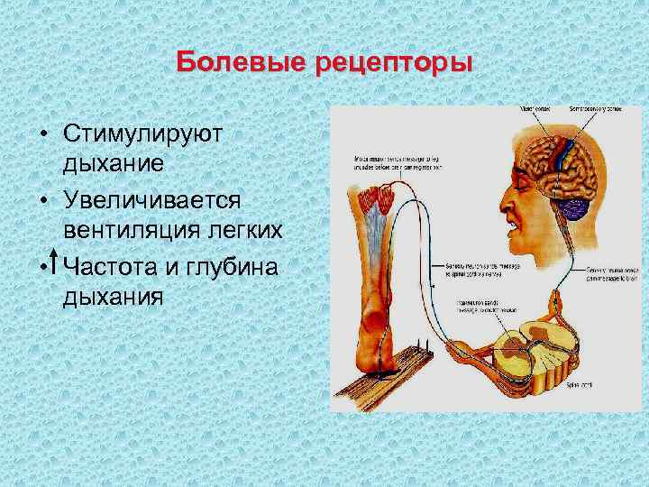    Болевые рецепторы  • Стимулируют  дыхание • Увеличивается  вентиляция