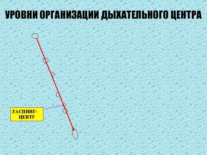 УРОВНИ ОРГАНИЗАЦИИ ДЫХАТЕЛЬНОГО ЦЕНТРА ГАСПИНГ-  ЦЕНТР 