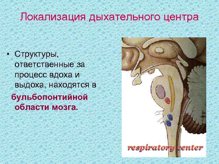   Локализация дыхательного центра  • Структуры,  ответственные за  процесс вдоха