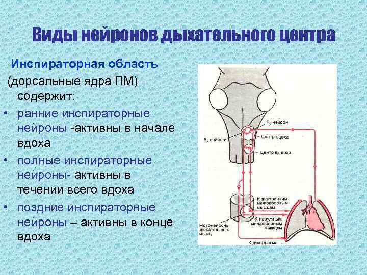   Виды нейронов дыхательного центра  Инспираторная область (дорсальные ядра ПМ)  содержит:
