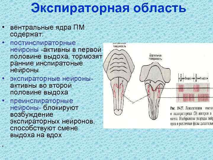   Экспираторная область • вентральные ядра ПМ  содержат:  • постинспираторные 