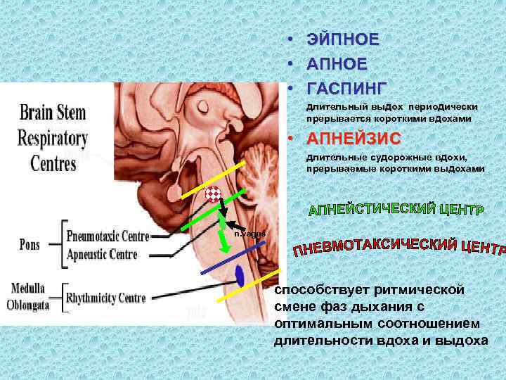   • ЭЙПНОЕ   • АПНОЕ   • ГАСПИНГ  
