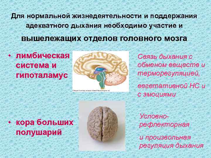 Для нормальной жизнедеятельности и поддержания адекватного дыхания необходимо участие и  вышележащих отделов головного